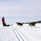 Mes chiens ne parlent que Finnois ?