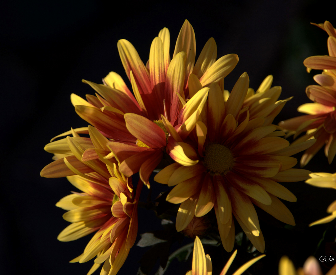 mes chrysanthèmes