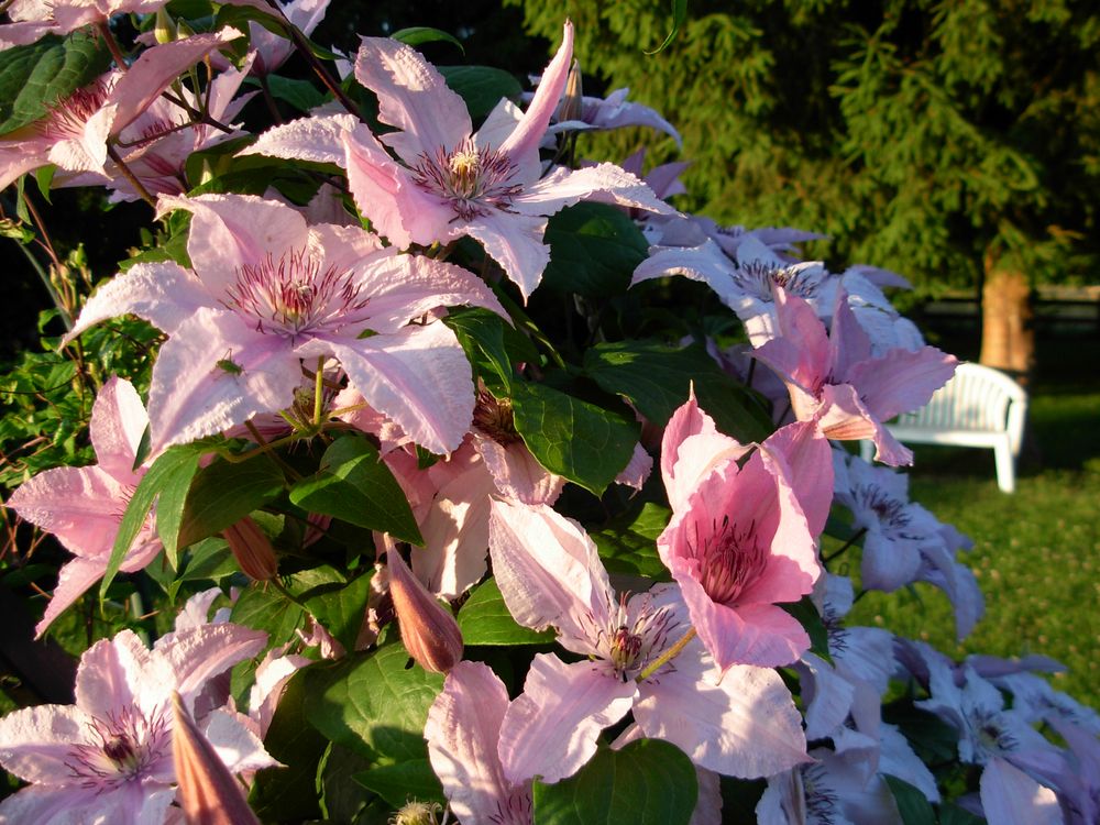 mes clematites