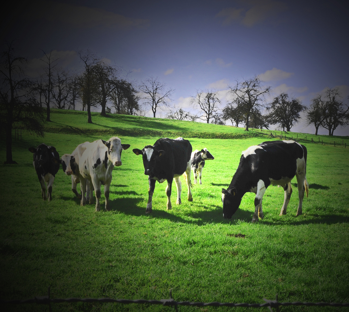 Mes copines les vaches