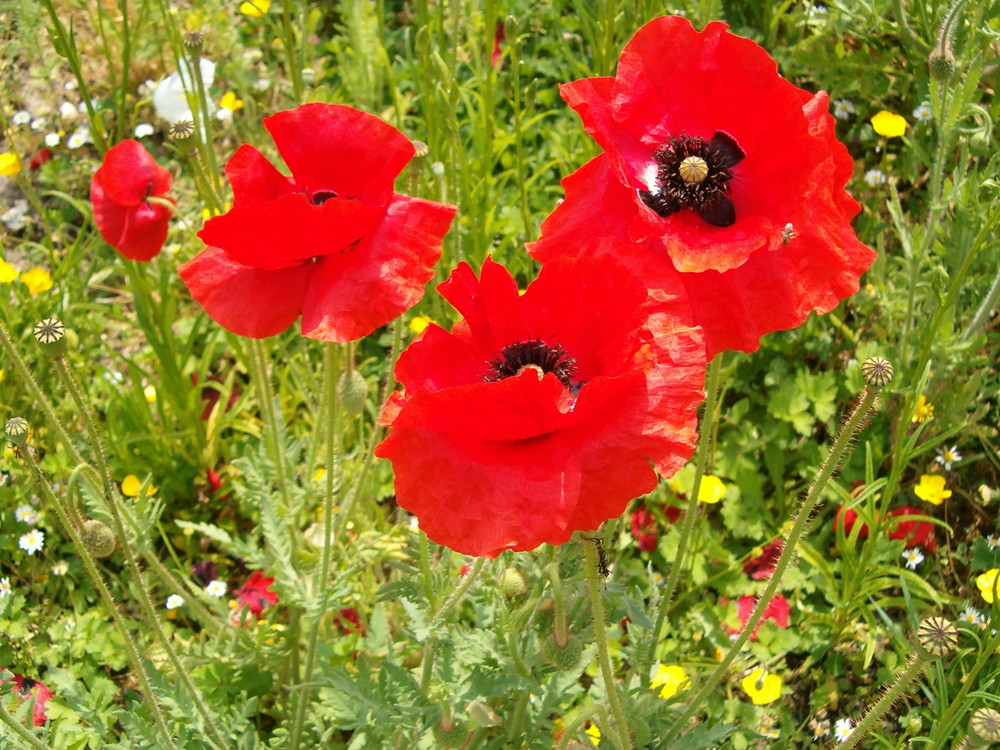 mes coquelicots