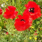 mes coquelicots