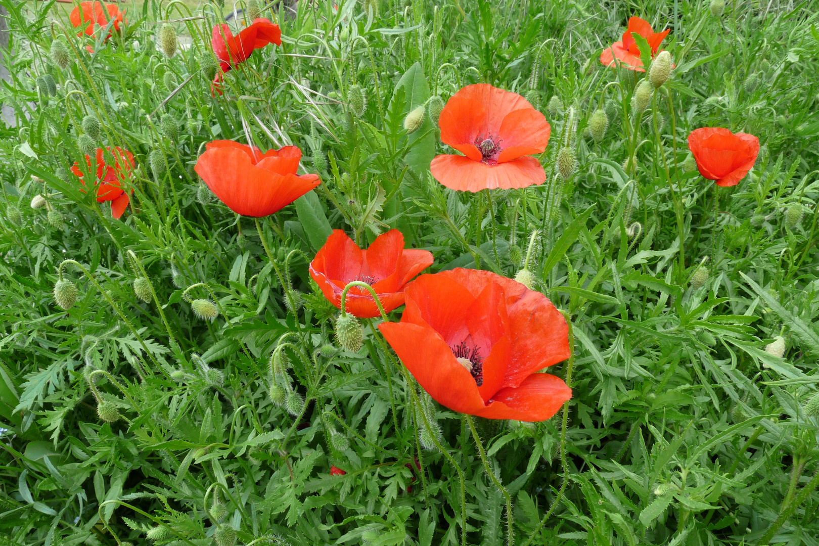 mes coquelicots