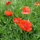 mes coquelicots