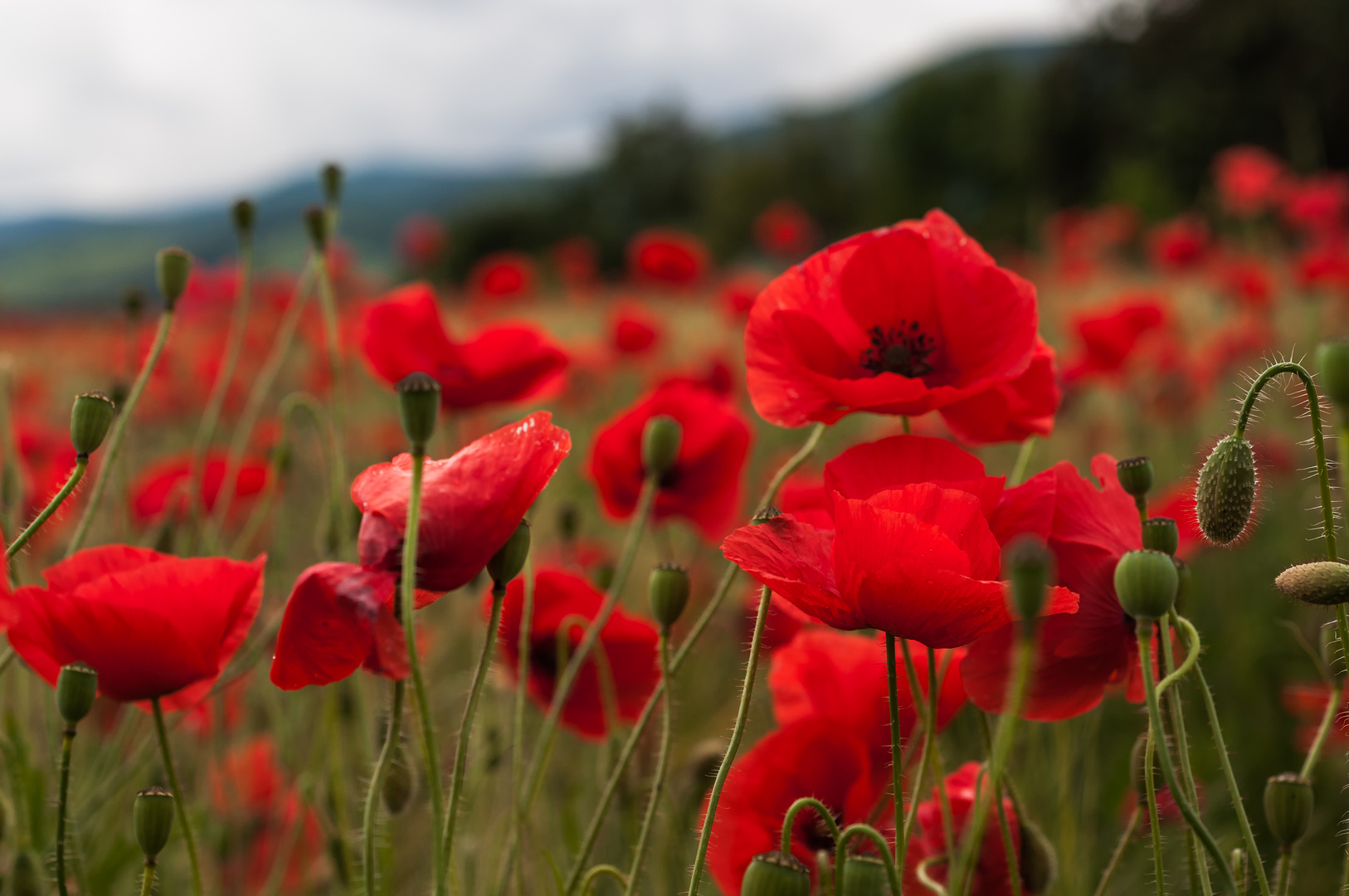 mes coquelicots alsaciens