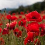 mes coquelicots alsaciens