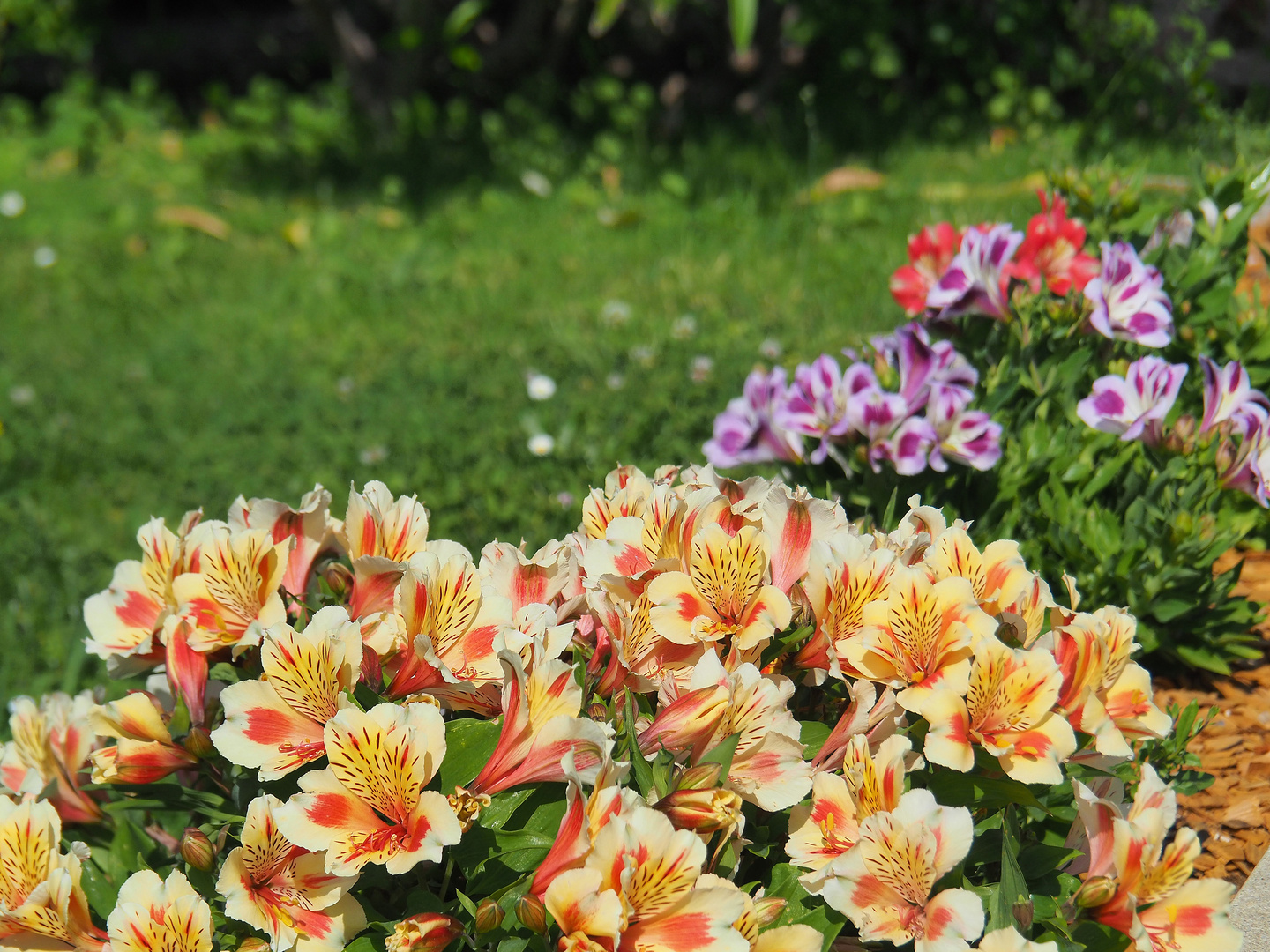 Mes couleurs libres du jardin le dimanche 