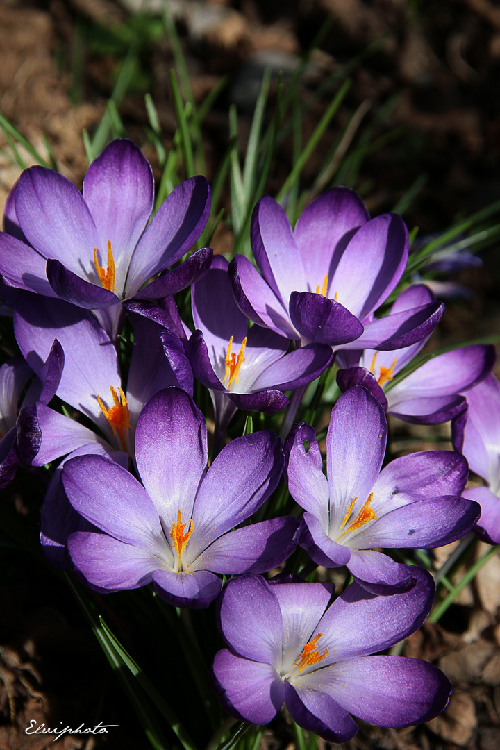 Mes crocus