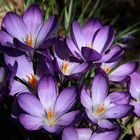 Mes crocus