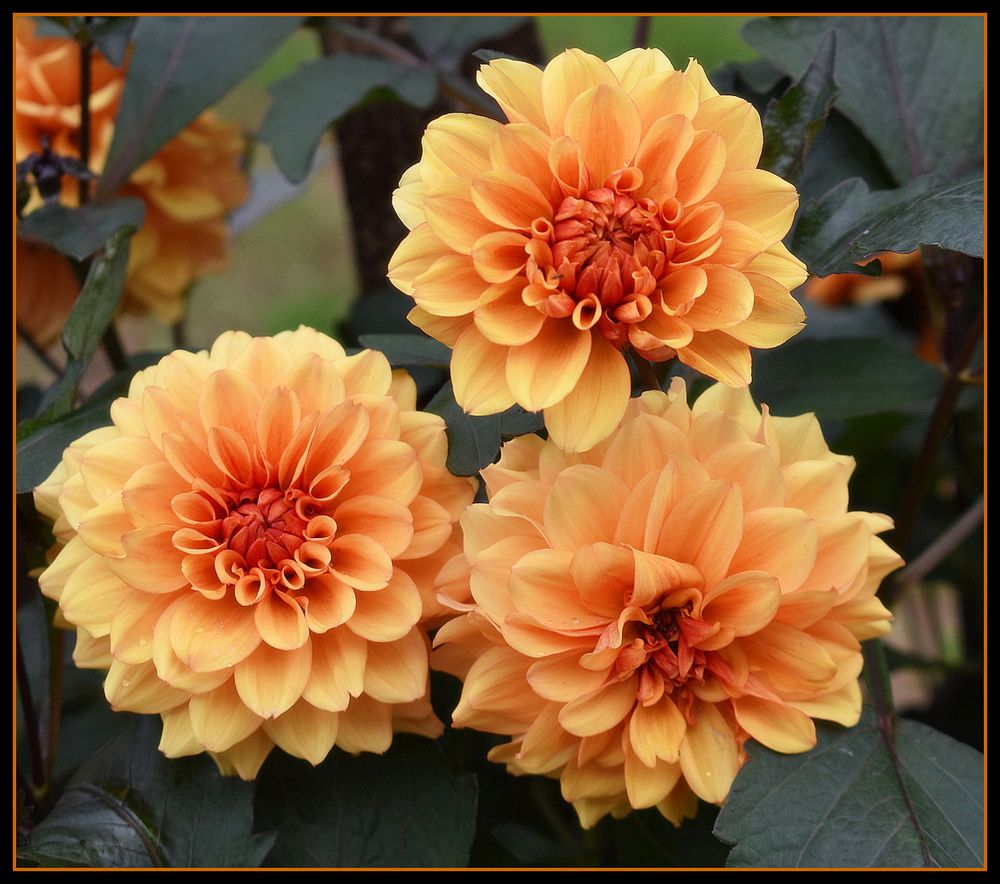 mes dahlias