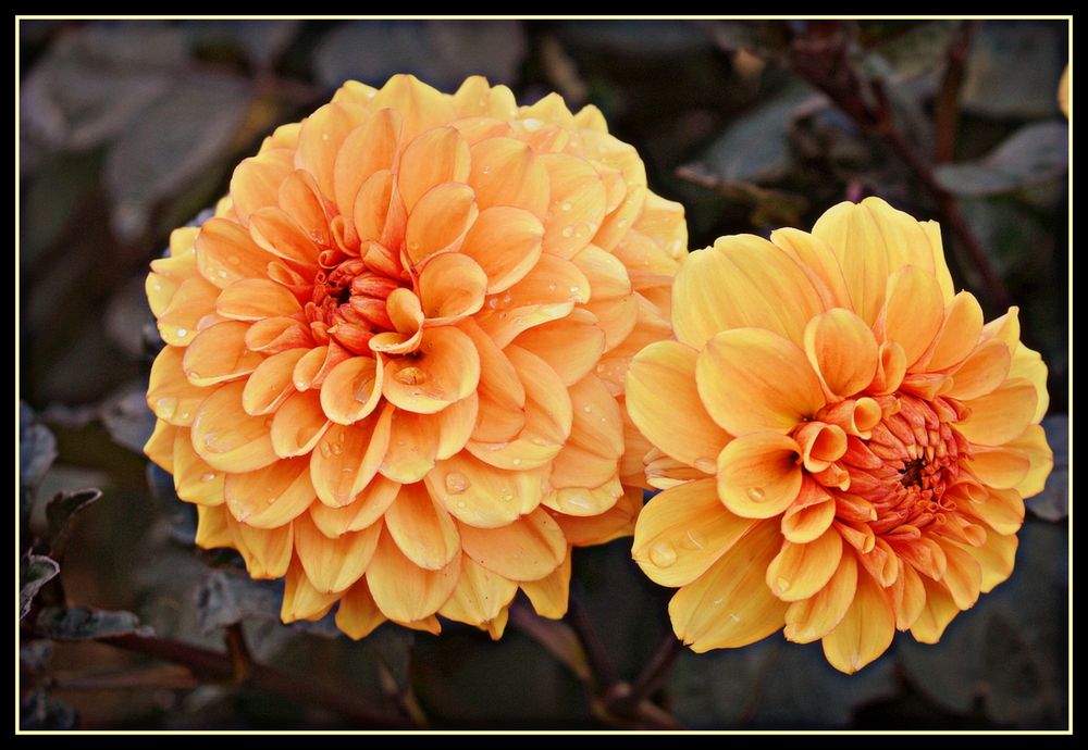 mes dahlias