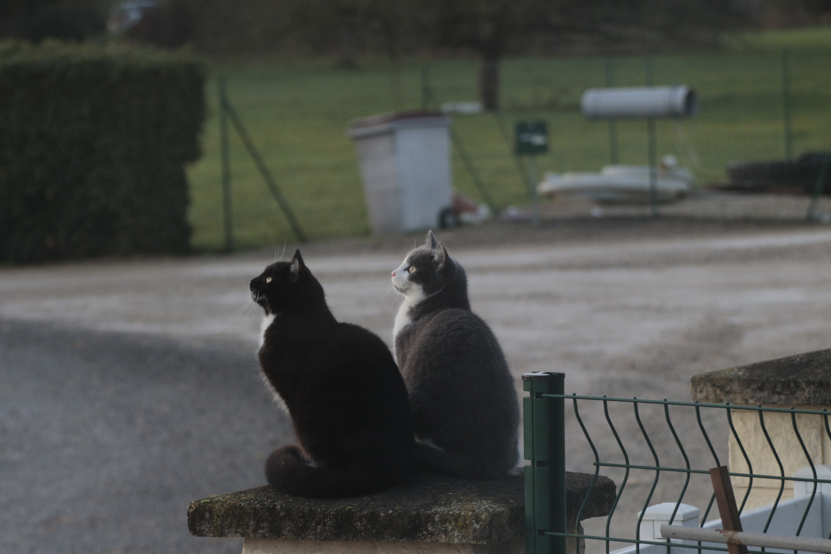 _Mes deux petites chattes