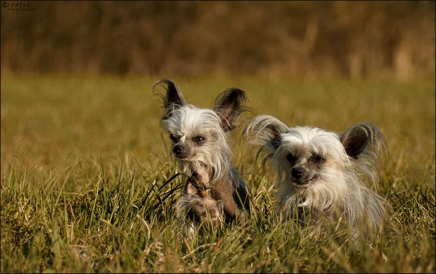 Mes deux petites sorcières II ;-)