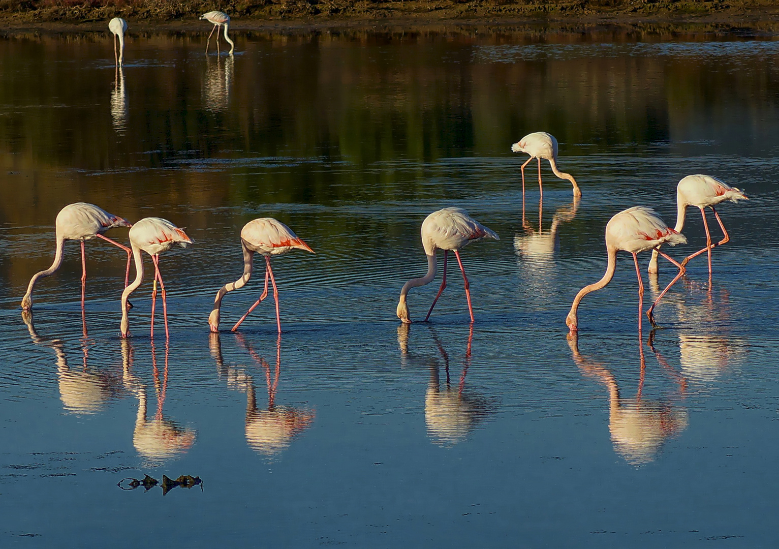 mes flamands roses