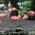 Mes flamands roses