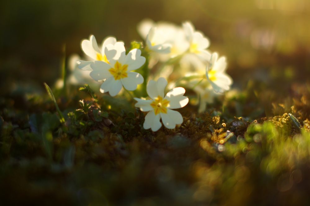 mes fleurs