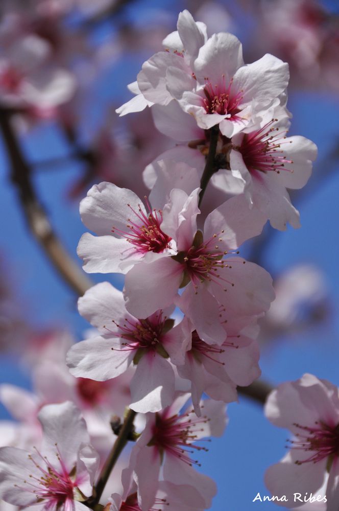 Més floretes de primavera