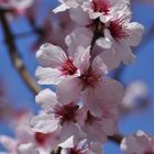 Més floretes de primavera