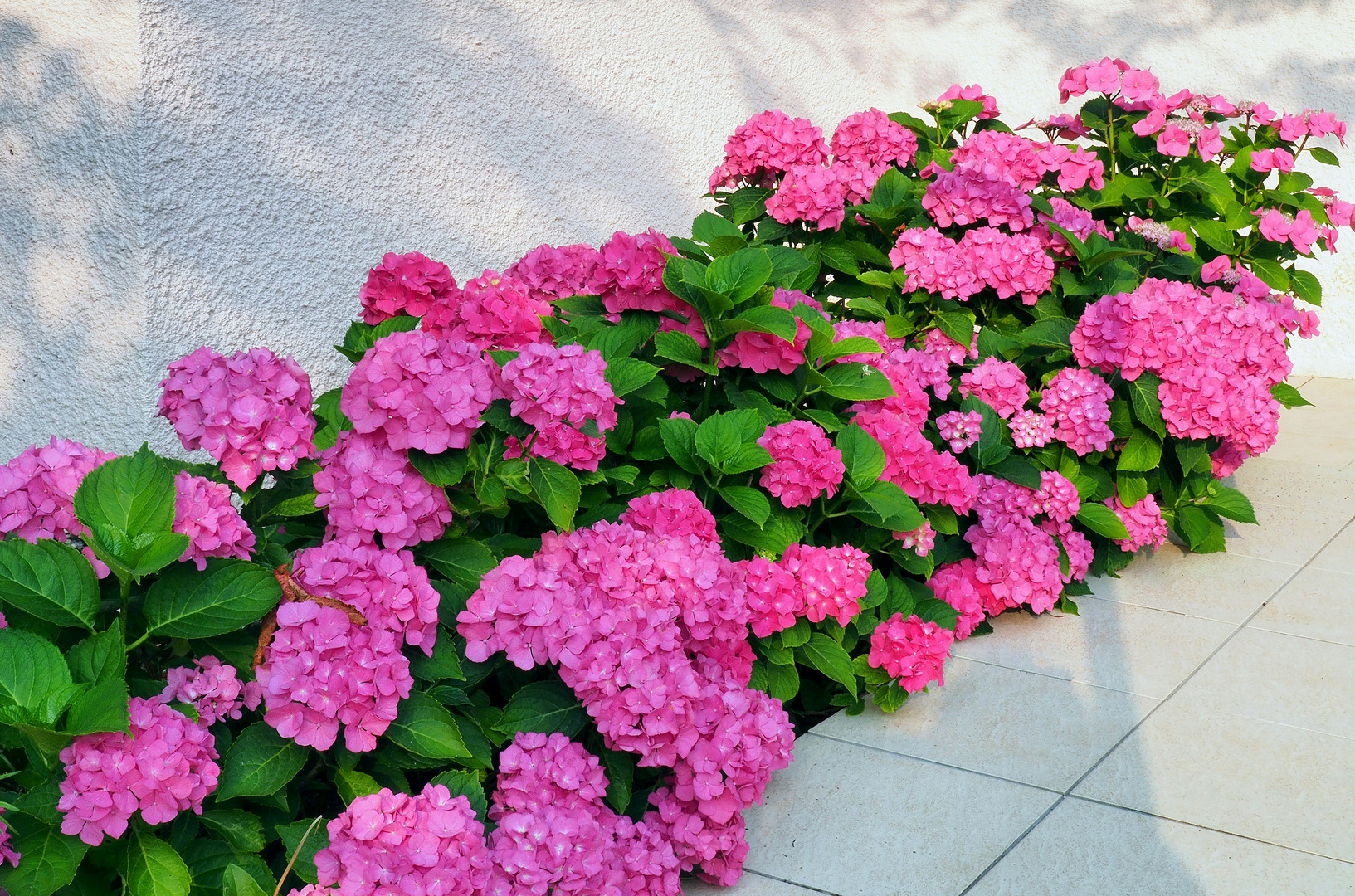 Mes hortensias