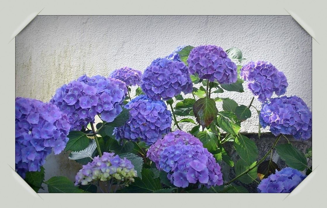 mes hortensias