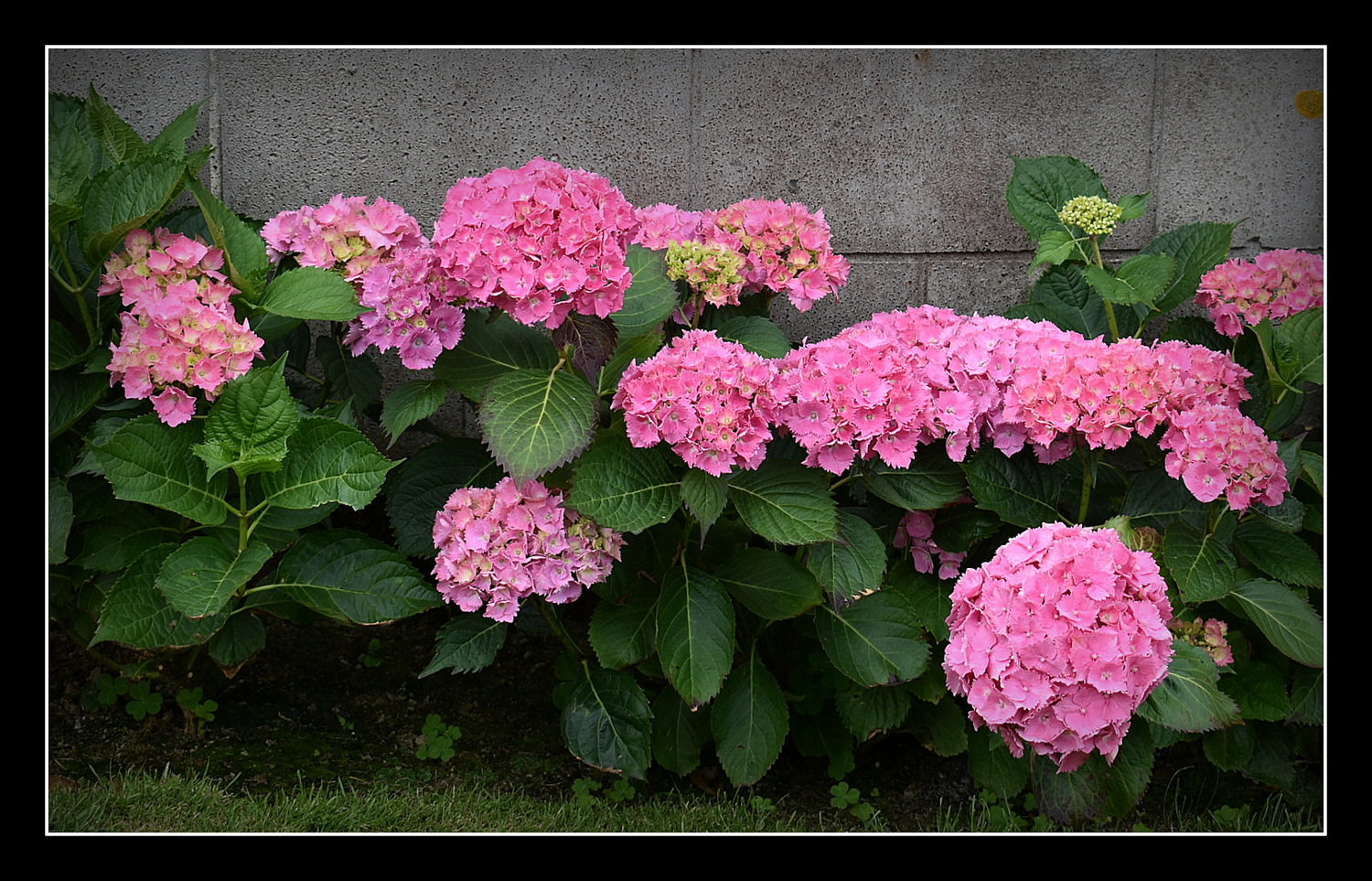 mes hortensias