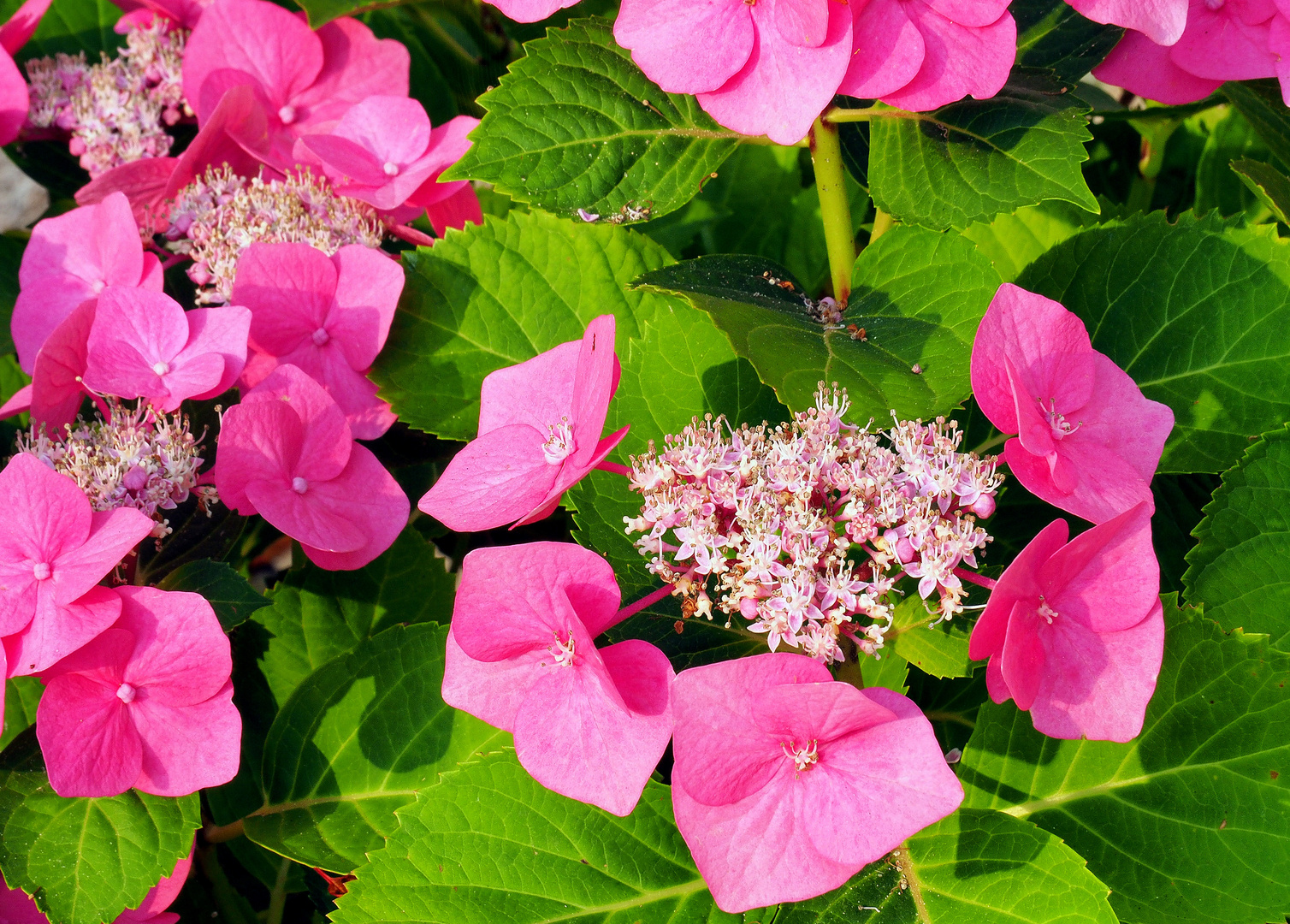 Mes hortensias