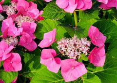 Mes hortensias