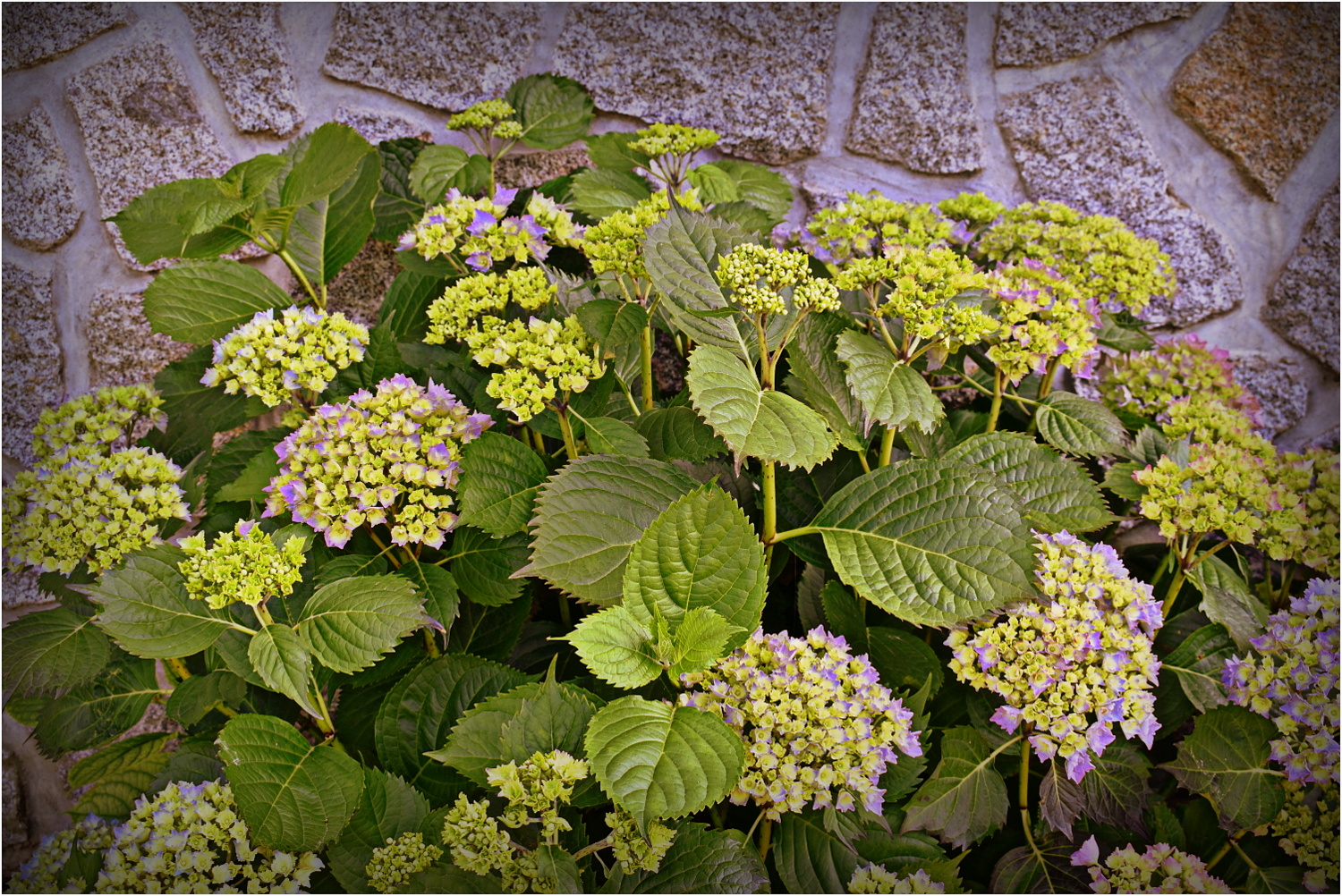 mes hortensias