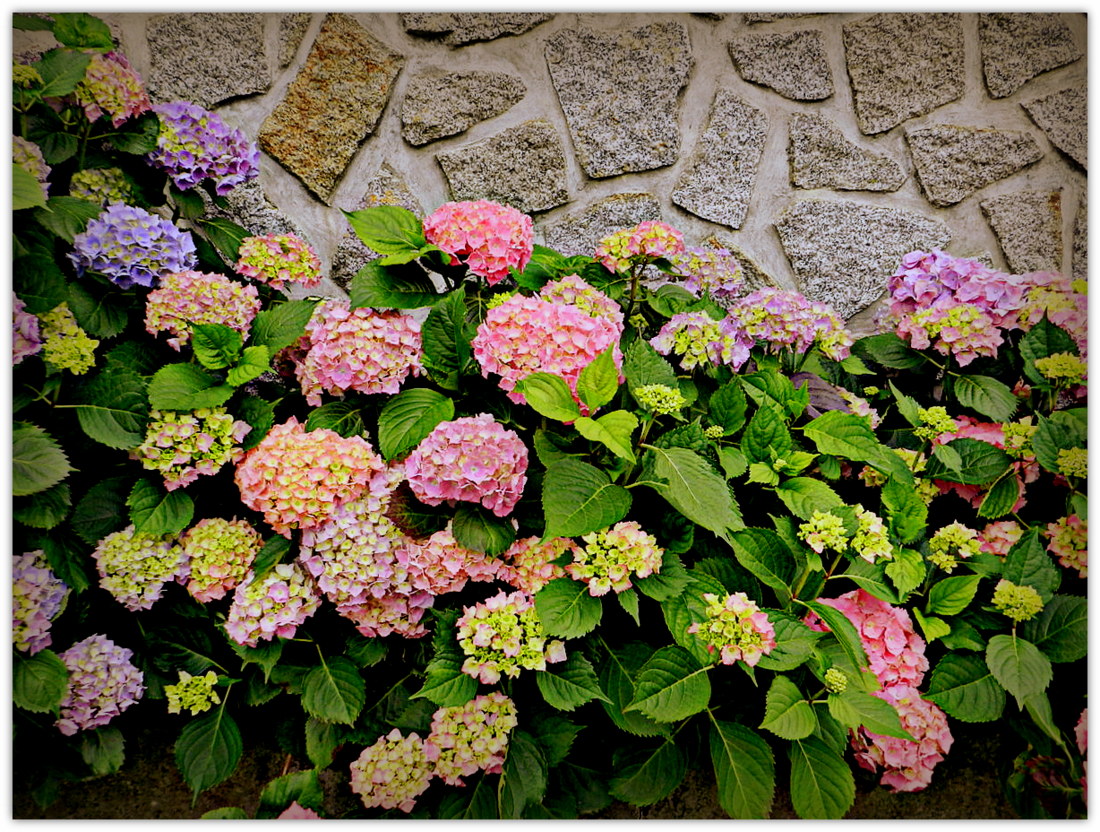 mes hortensias