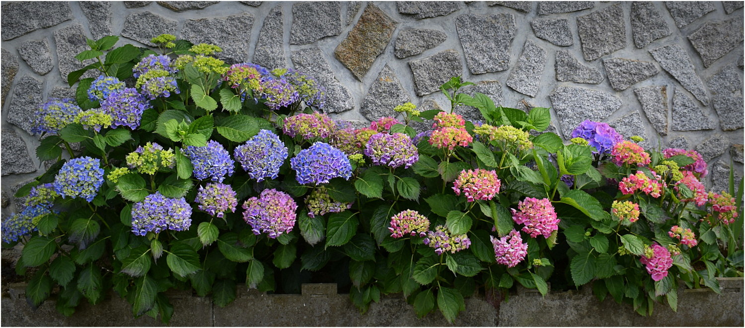 mes hortensias