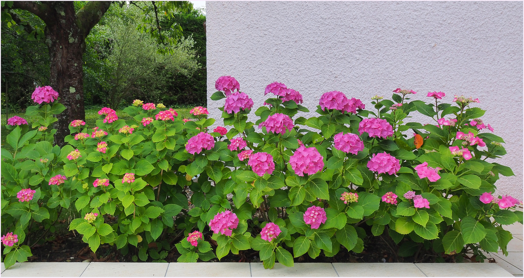 Mes hortensias mi-juin