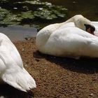 mes oiseaux préférés