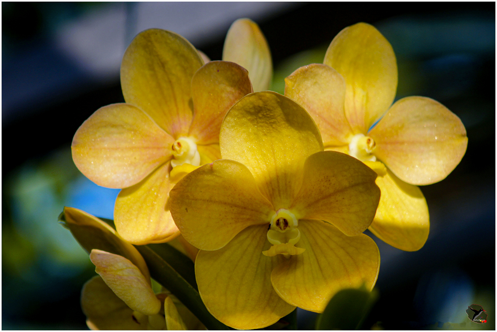 Mes orchidées vous salut bien!