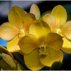 Mes orchidées vous salut bien!