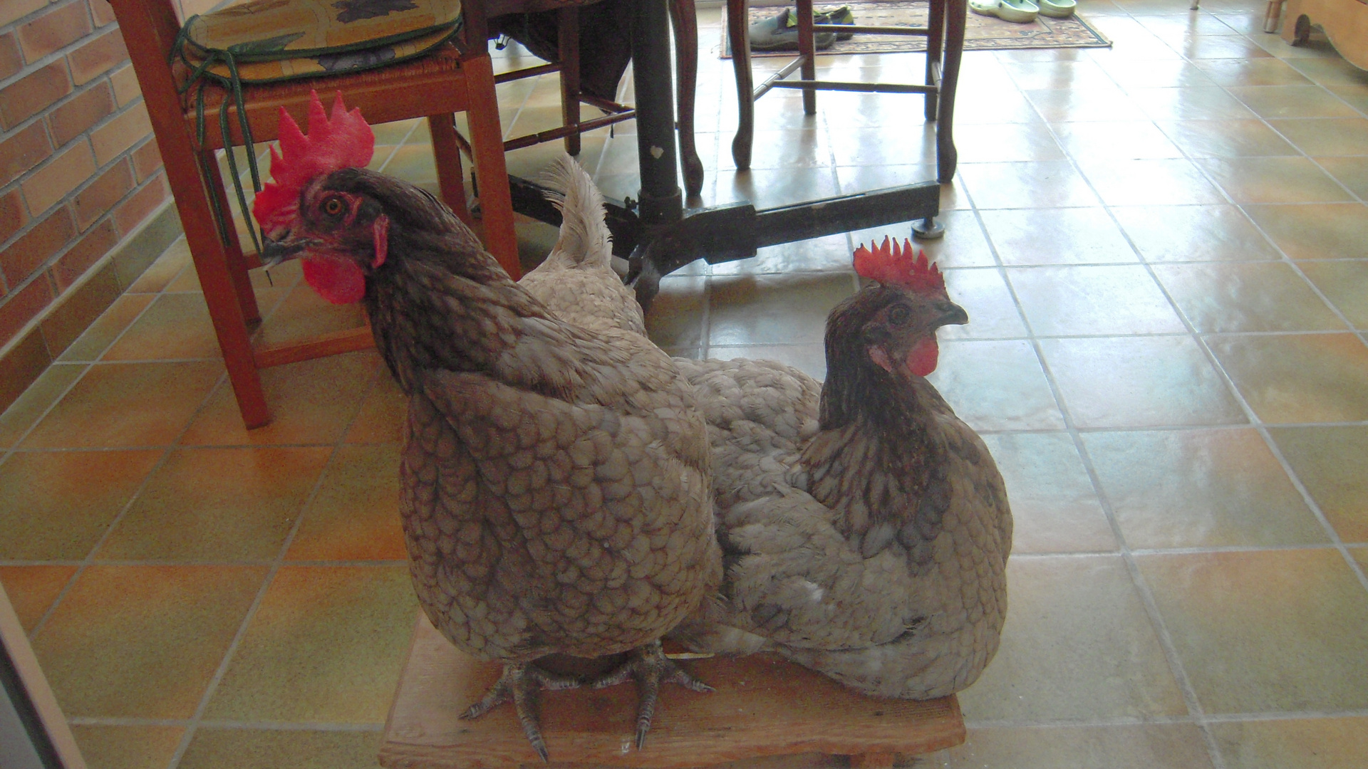 Mes poules de luxes 