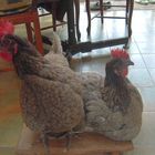 Mes poules de luxes 