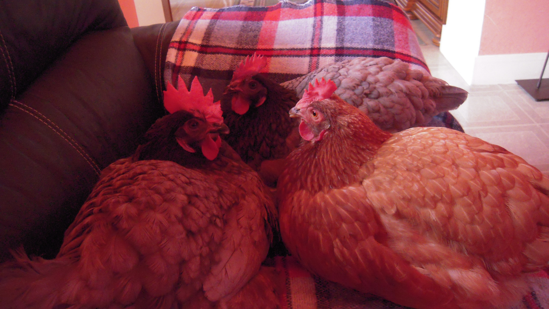 Mes poules de luxes 