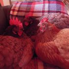 Mes poules de luxes 