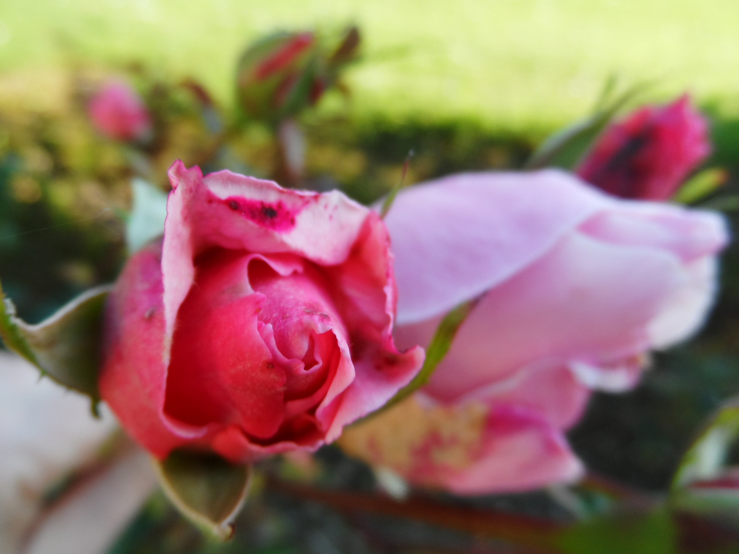 mes premiéres roses du jardin.........