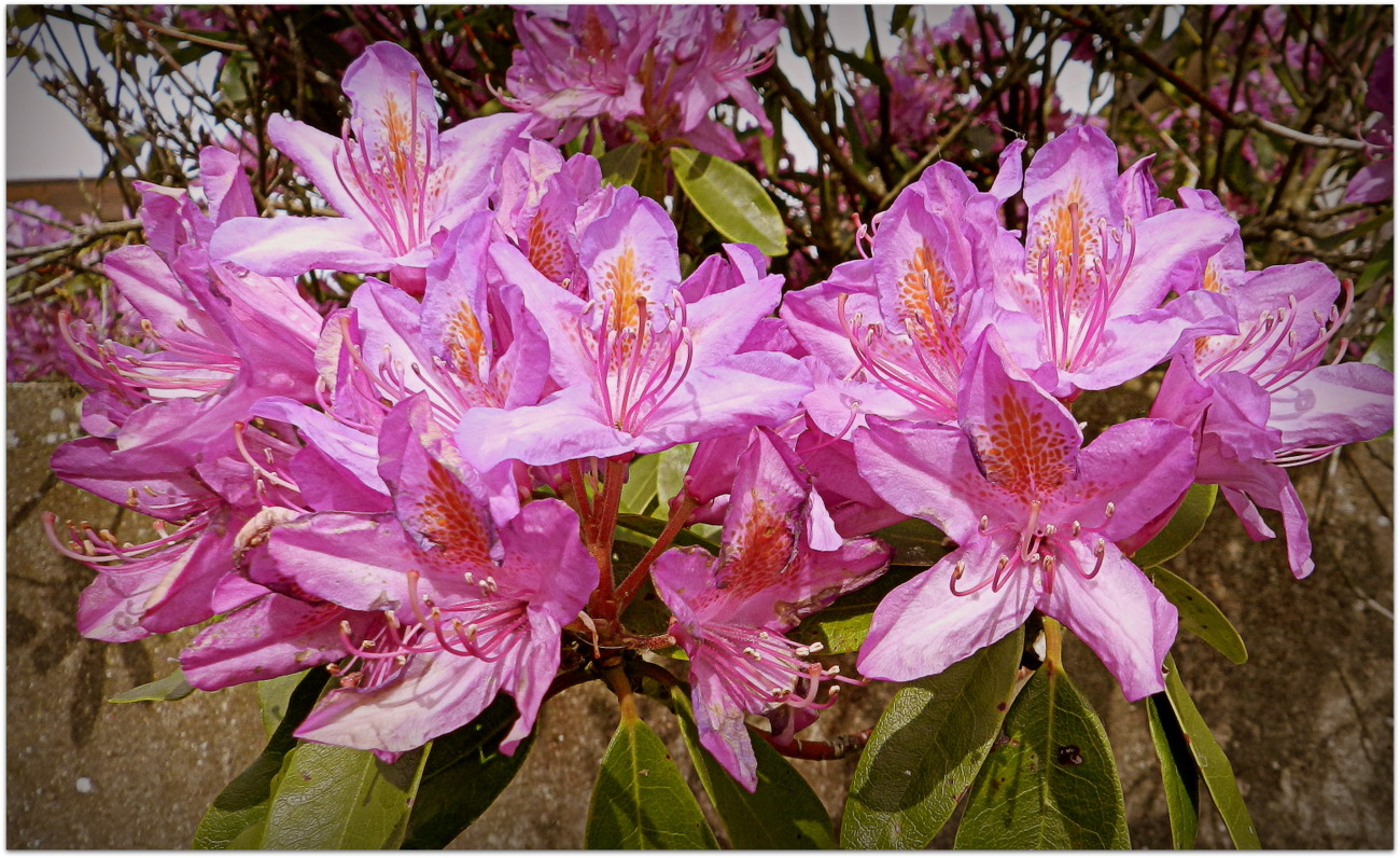 mes rhododendrons