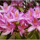 mes rhododendrons