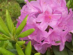 mes rhododendrons