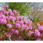 mes rhododendrons