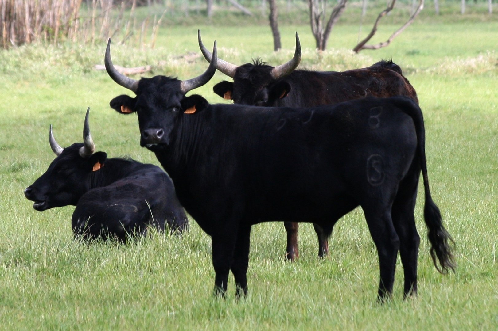 mes taureaux camarguais