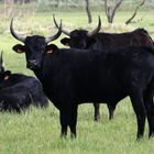 mes taureaux camarguais