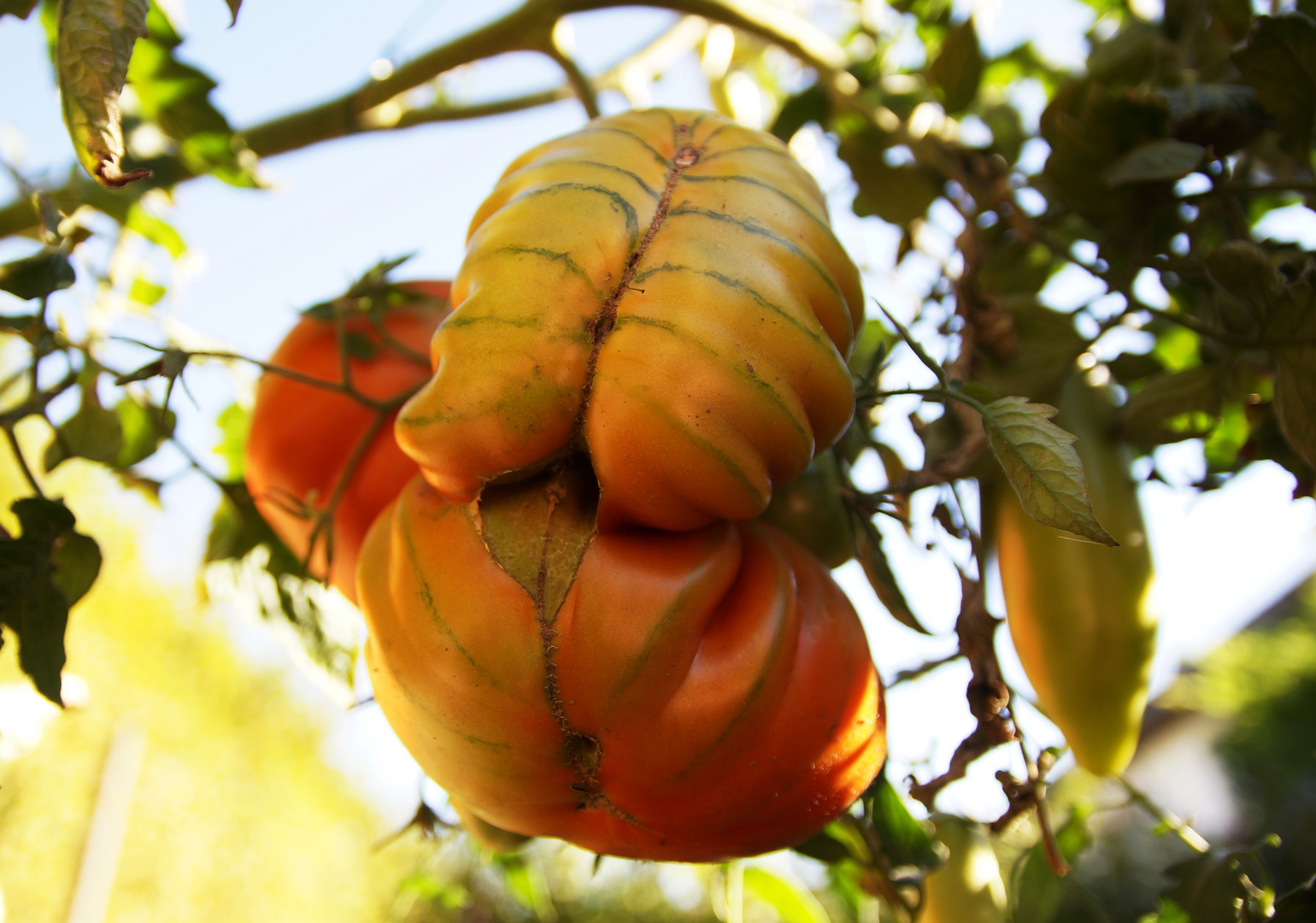 mes tomates