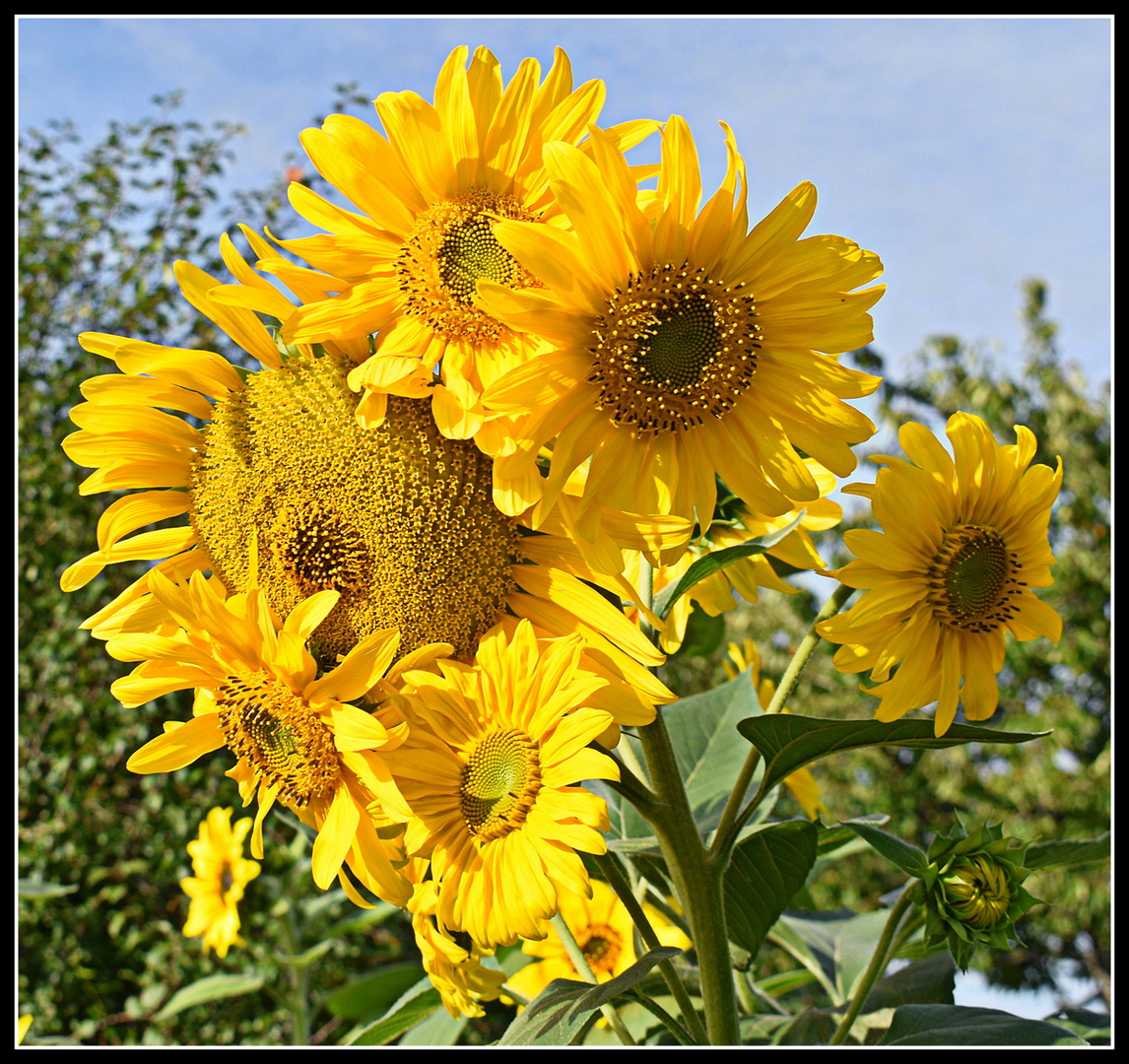 mes tournesols