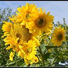 mes tournesols