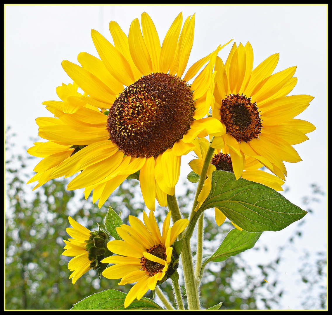 mes tournesols