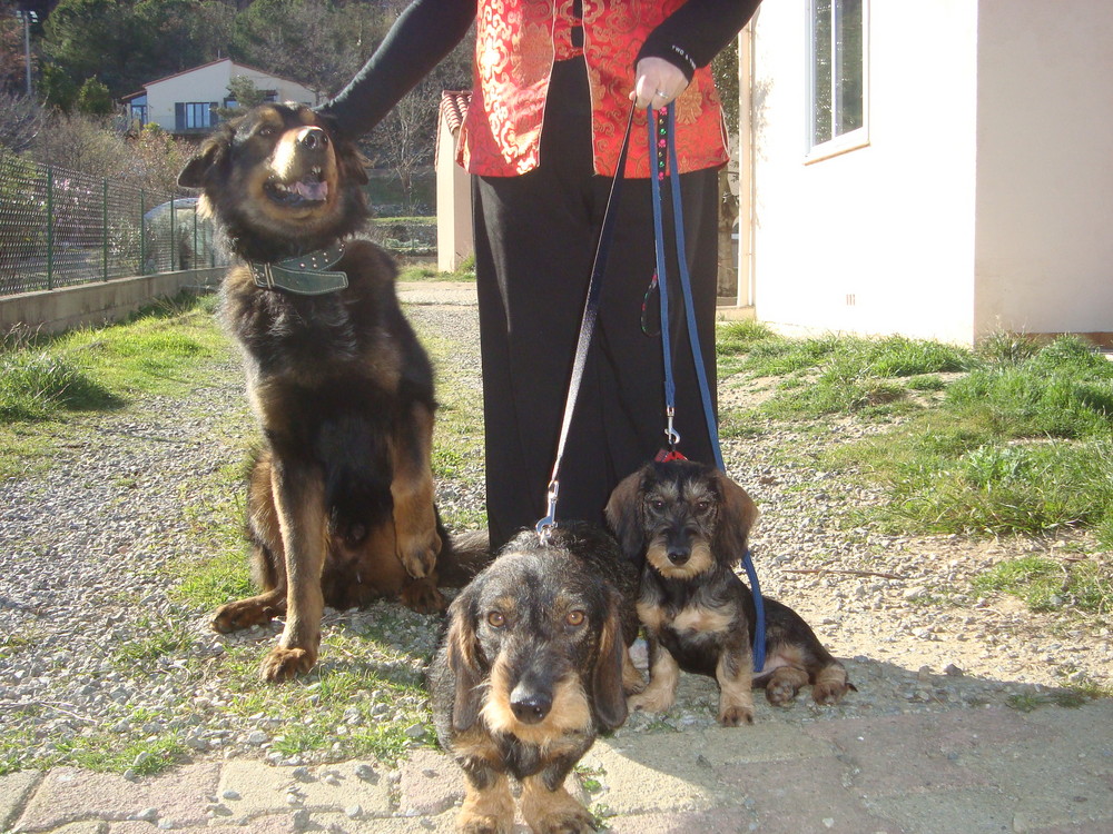 Mes trois chiens